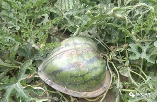 我的世界蓝颜吃瓜群众,揭秘Minecraft中的神秘蓝颜世界