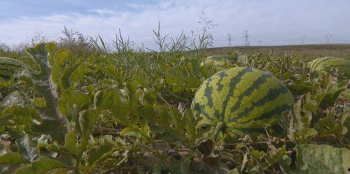 群众吃瓜大树下好乘凉,群众树下吃瓜纳凉，共享清凉时光
