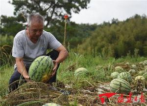 福建厦门吃瓜群众,吃瓜群众的夏日生活剪影
