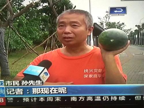 六号吃瓜群众事件,揭秘网络舆论的狂欢与反思