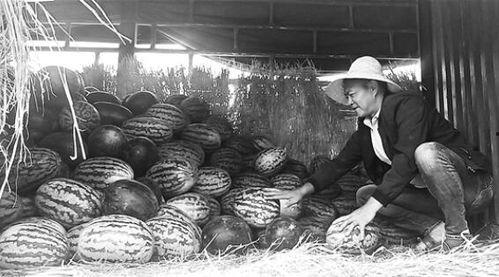 刘家峡吃瓜群众视频,揭秘当地生活百态