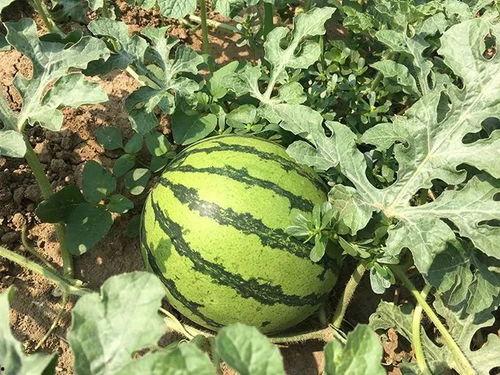 独特风格吃瓜群众