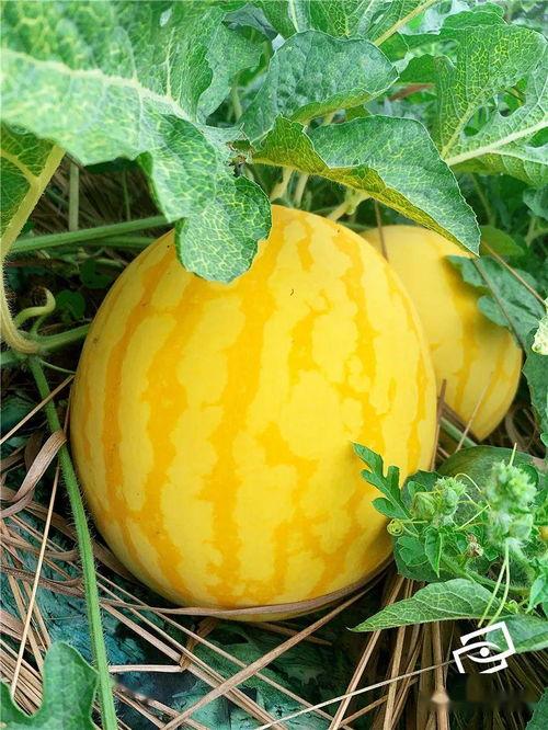 如何培养吃瓜群众的瓜果,揭秘如何培育新时代的“吃瓜群众”